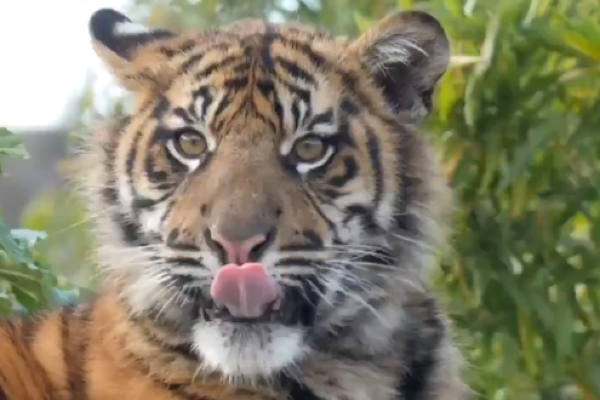 Chester zoo overwhelmed by public donations after devastating fire