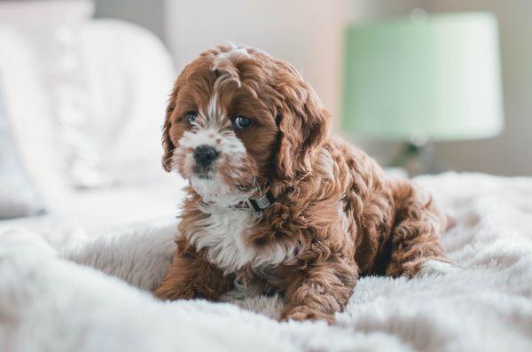 Watch: These videos of dogs enjoying Puppucinos will make your day