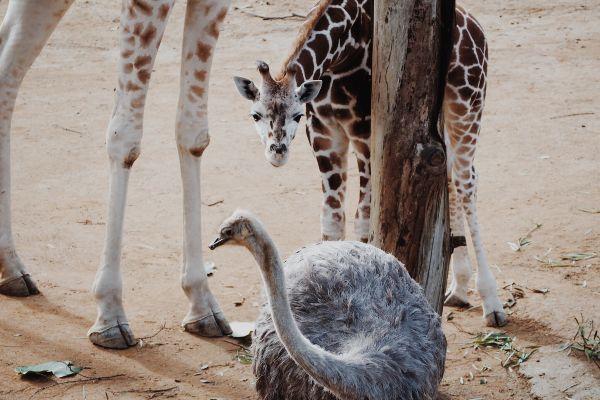 Charity offers single dads and their kids free entry to Edinburgh zoo