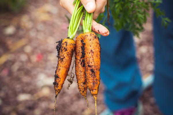 5 easy peas-y ways to encourage your kids to eat vegetables