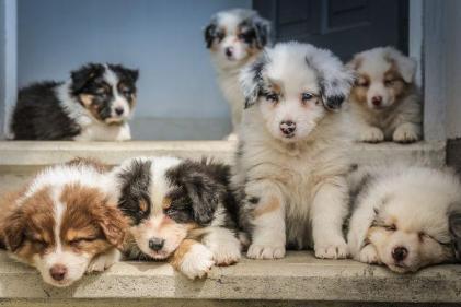 Why getting a puppy was the greatest thing we ever did