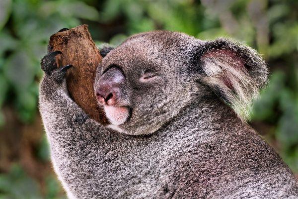 Mama Bear: Every parent has a spirit animal- heres yours