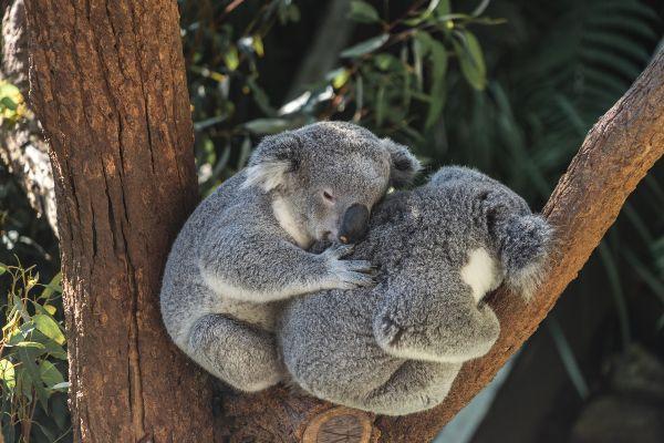Australia fires: Things you can do to support people and animals