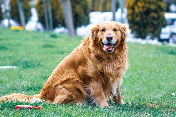 Cuteness overload: The worlds favourite dog has been revealed