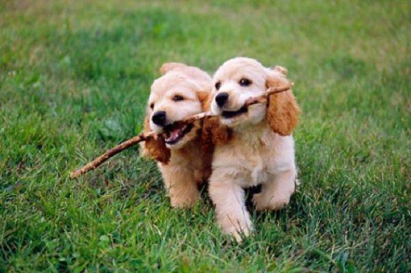 The cutest canine! You can now vote for the UKs cutest pet