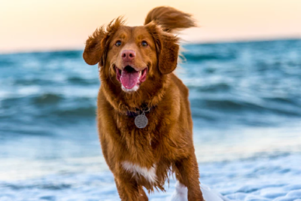 It’s International Dog Day! The cutest canine has been revealed
