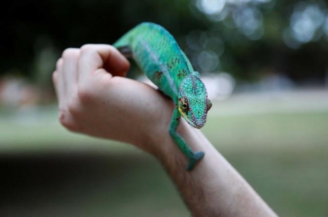 How to care for your exotic pet