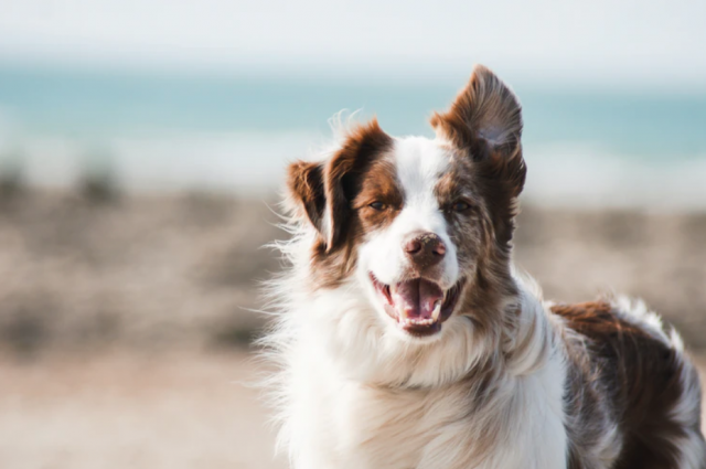 The Ultimate Guide For Choosing Pet Insurance Quotes For Your Furry Friend