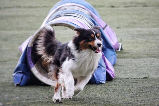 Pups in the Park: Ireland’s new dog-friendly festival is on in Malahide Castle this Bank Holiday
